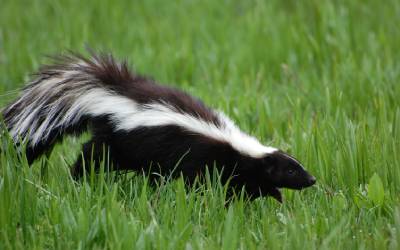 A skunk living in Bristol TN - Leo's Pest Control
