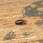 Bed bug infestations in Bristol TN - Leo's Pest Control