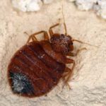 A bed bug found in Bristol TN - Leo's Pest Control