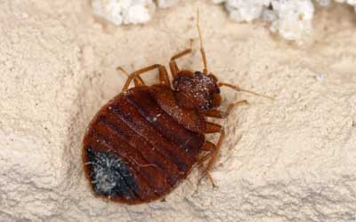 A bed bug found in Bristol TN - Leo's Pest Control