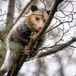Opossum in Bristol TN backyard - Leo's Pest Control