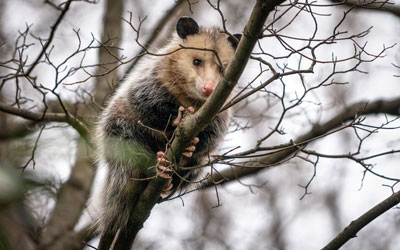 Opossum in Bristol TN backyard - Leo's Pest Control