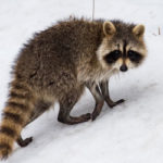 Raccoons are common winter pests in Bristol TN - Leo's Pest Control