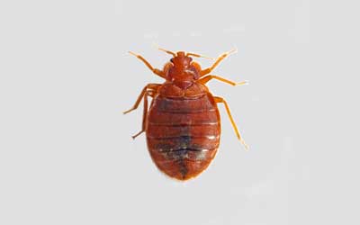What bed bugs look like in Bristol TN - Leo's Pest Control