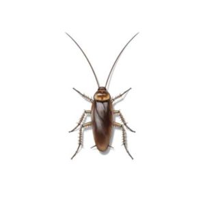 American cockroach identification provided by Leo's Pest Control in Bristol TN