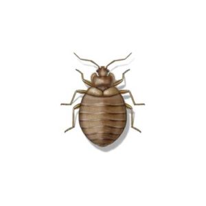 Bed bug identification provided by Leo's Pest Control in Bristol TN