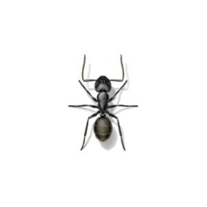 Carpenter ant identification provided by Leo's Pest Control in Bristol TN