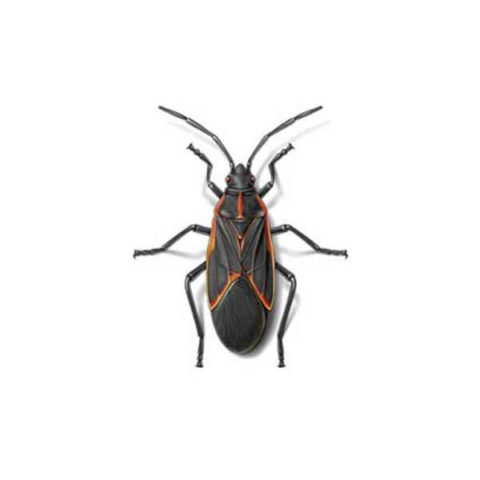 Boxelder bug identification provided by Leo's Pest Control in Bristol TN