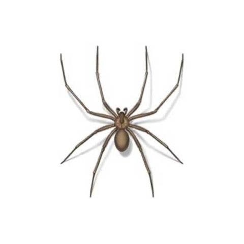 Brown recluse spider identification provided by Leo's Pest Control in Bristol TN