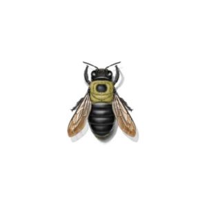Carpenter bee identification provided by Leo's Pest Control in Bristol TN