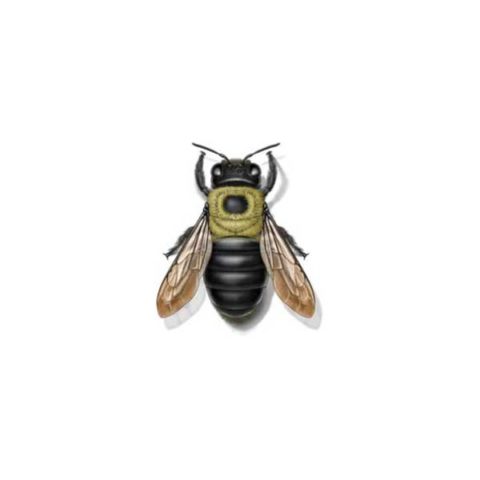 Carpenter bee identification provided by Leo's Pest Control in Bristol TN