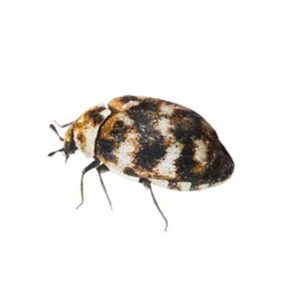 Varied carpet beetle identification provided by Leo's Pest Control in Bristol TN