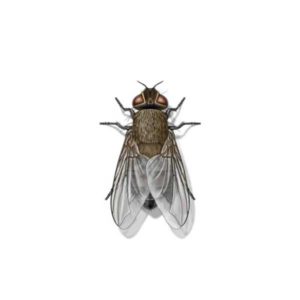 Cluster fly identification provided by Leo's Pest Control in Bristol TN