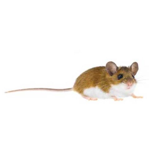 Deer mouse identification provided by Leo's Pest Control in Bristol TN
