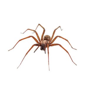 Common house spider identification provided by Leo's Pest Control in Bristol TN