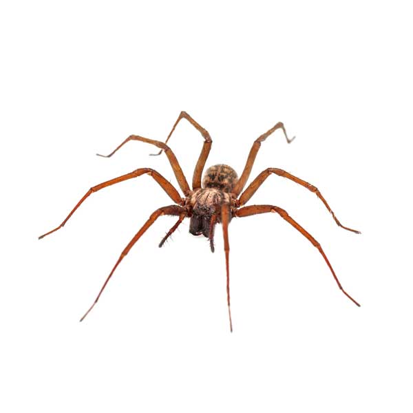 House Spider Identification, Habits & Behavior Leo's Pest Control