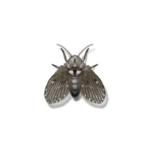 Drain fly identification provided by Leo's Pest Control in Bristol TN