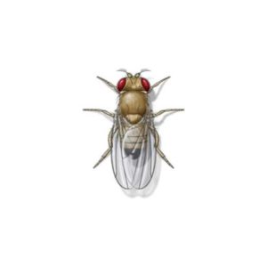 Fruit fly identification provided by Leo's Pest Control in Bristol TN