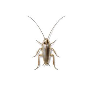 German cockroach identification provided by Leo's Pest Control in Bristol TN