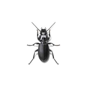 Ground beetle identification provided by Leo's Pest Control in Bristol TN