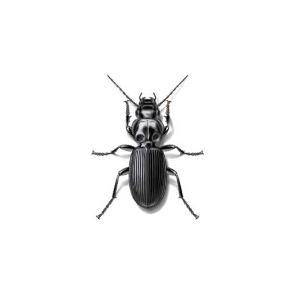 NC “Spring” Signals Indoor Carpet Beetle Activity
