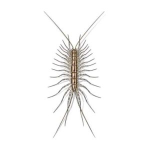 House centipede identification provided by Leo's Pest Control in Bristol TN