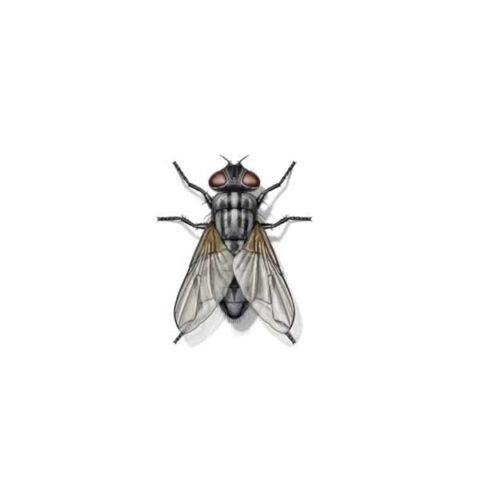 House fly identification provided by Leo's Pest Control in Bristol TN