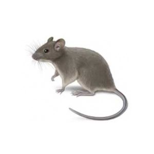 House mouse identification provided by Leo's Pest Control in Bristol TN