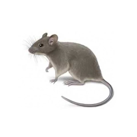 House mouse identification provided by Leo's Pest Control in Bristol TN