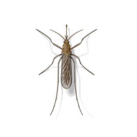 Mosquito identification provided by Leo's Pest Control in Bristol TN
