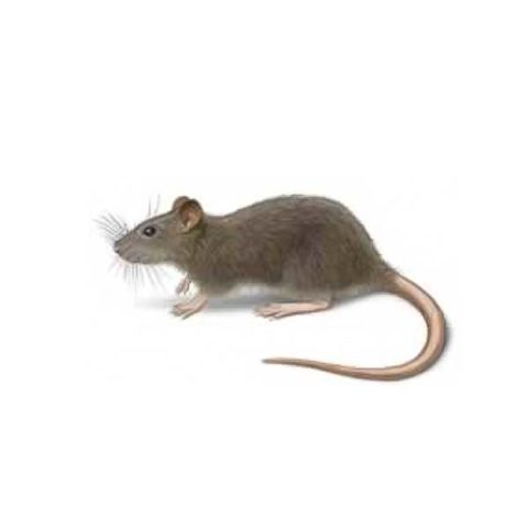 Norway rat identification provided by Leo's Pest Control in Bristol TN