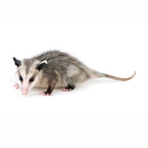 Opossum identification provided by Leo's Pest Control in Bristol TN