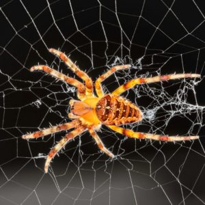 Orb-weaver spider identification provided by Leo's Pest Control in Bristol TN