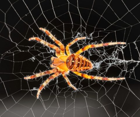 Orb-weaver spider identification provided by Leo's Pest Control in Bristol TN