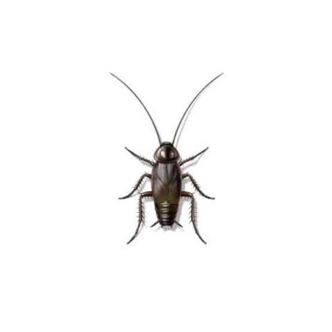 Oriental cockroach identification provided by Leo's Pest Control in Bristol TN