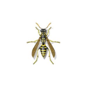 Paper wasp identification provided by Leo's Pest Control in Bristol TN