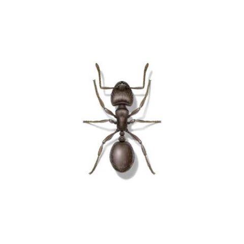 Pavement ant identification provided by Leo's Pest Control in Bristol TN