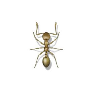 Pharaoh ant identification provided by Leo's Pest Control in Bristol TN
