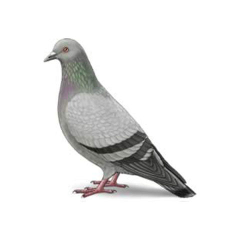 Pigeon identification provided by Leo's Pest Control in Bristol TN