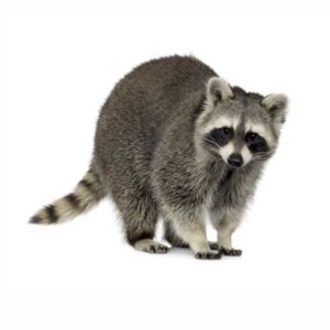 Raccoon identification provided by Leo's Pest Control in Bristol TN