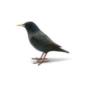 European starling identification provided by Leo's Pest Control in Bristol TN