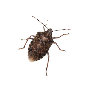 Stink bug identification provided by Leo's Pest Control in Bristol TN