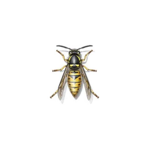 Yellowjacket identification provided by Leo's Pest Control in Bristol TN