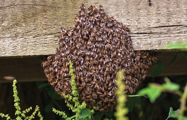 Bee Swarm Treatment Leo's Pest Control in Middletown Springs VT