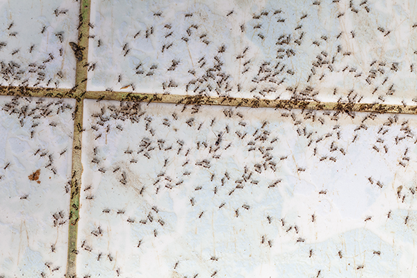 ant infestation in Bristol TN