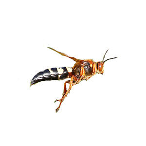 Cicada killer wasp identification provided by Leo's Pest Control in Bristol TN