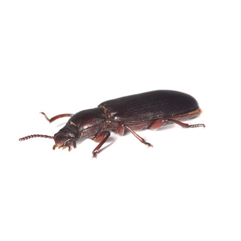 Confused flour beetle identification provided by Leo's Pest Control in Bristol TN
