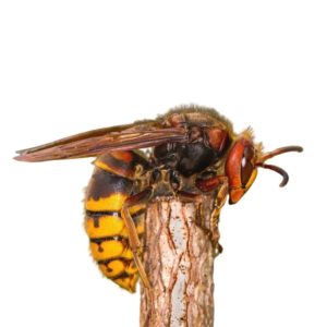 European hornet identification provided by Leo's Pest Control in Bristol TN