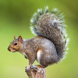 Gray squirrel identification provided by Leo's Pest Control in Bristol TN