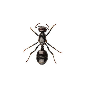 Little black ant identification provided by Leo's Pest Control in Bristol TN